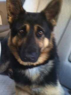 Do You Know The Irvington Shepherd? Dog Running Loose Captured