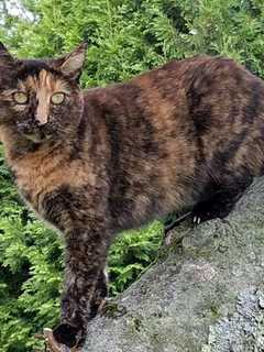 Have You Seen Her? Help Find Missing Somers Cat