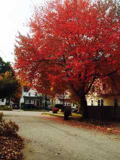 Plant A Memorial Tree For A Loved One In Teaneck