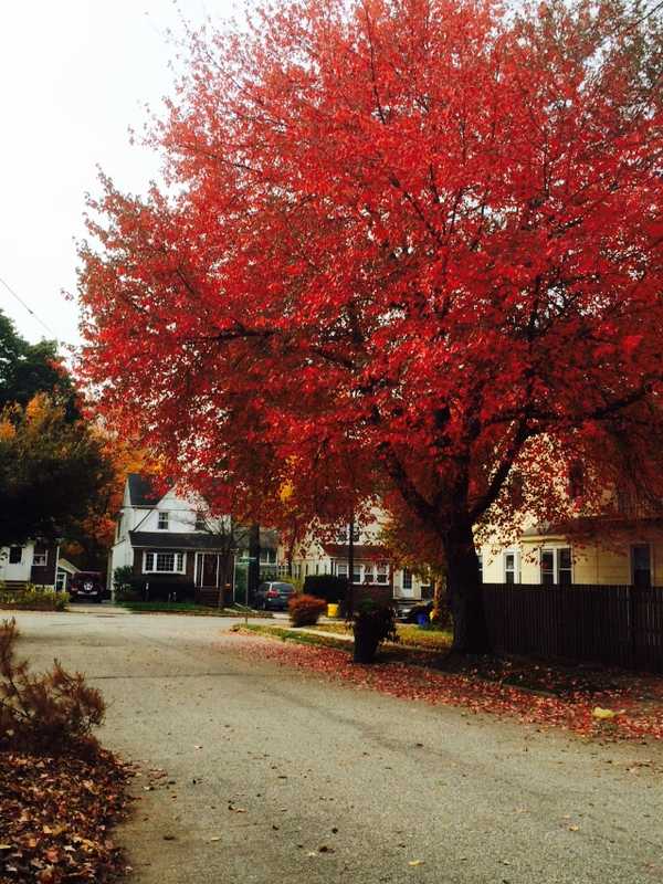 Plant A Memorial Tree For A Loved One In Teaneck