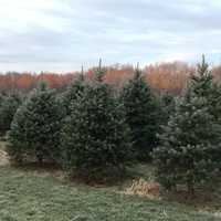 <p>Solvang Tree Farm in Poughkeepsie.</p>