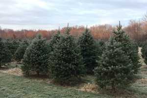 Chop To It: Dutchess Farms Feature Cut Your Own Christmas Trees
