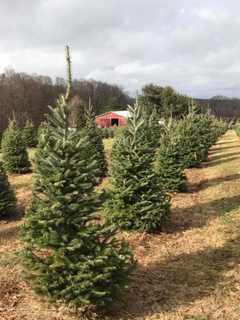 Chop To It: Yorktown's Wilkens Farm Features Cut Your Own Christmas Trees