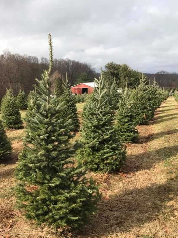 Chop To It: Yorktown's Wilkens Farm Features Cut Your Own Christmas Trees