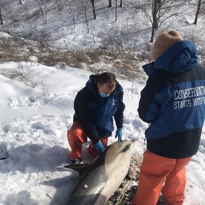 A dolphin was found stranded on the shore on Long Island