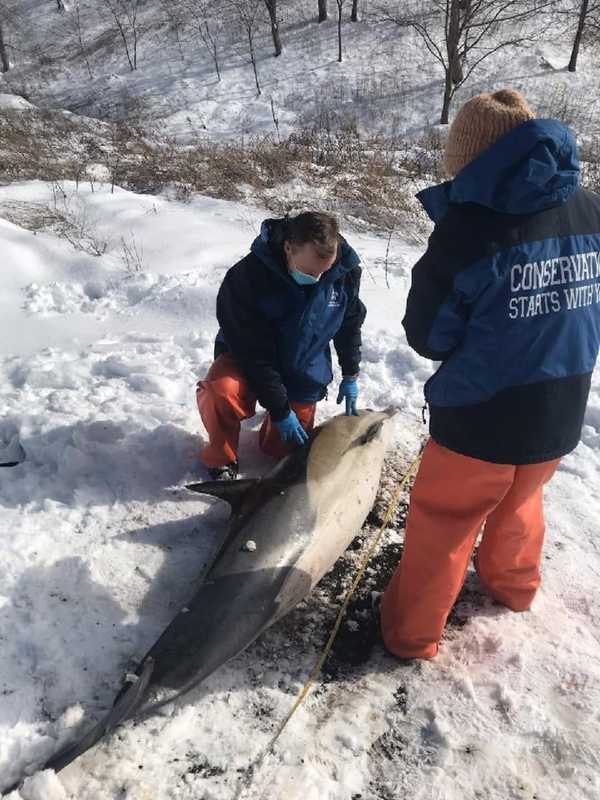 Dolphin Found Stranded On Long Island Shoreline