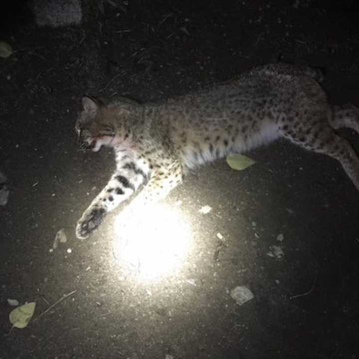 Orange police found a bobcat on the side of Old Tavern Road that had been struck and killed by a vehicle.