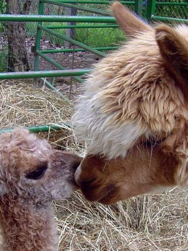 Ready For Farm Fun, Orange County? Fall Is 'Unofficially' Here
