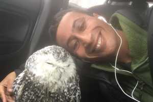 Peekskill Wildlife Photographer Rescues Starving Snowy Owl