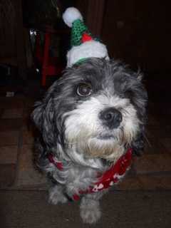 Have You Seen This Lost Mount Vernon Dog?