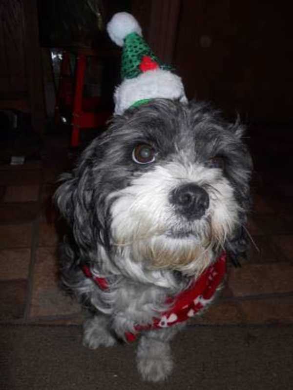 Have You Seen This Lost Mount Vernon Dog?