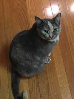 Seen Her? Public's Help Sought In Search For Missing Lagrangeville Cat