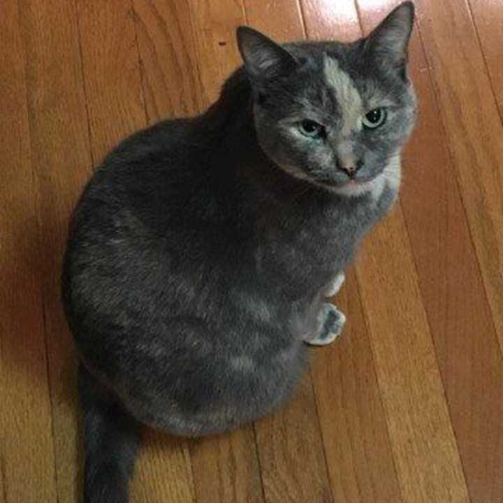 Zena is missing from her Lagrangeville home.