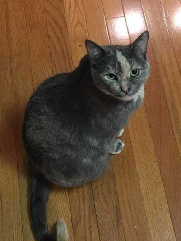 Seen Her? Public's Help Sought In Search For Missing Lagrangeville Cat