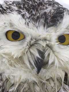 Snowy Owl Dies Days After Rescue By Peekskill Photographer
