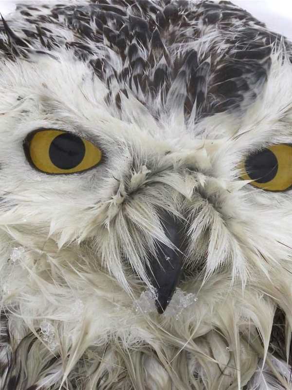 Snowy Owl Dies Days After Rescue By Peekskill Photographer