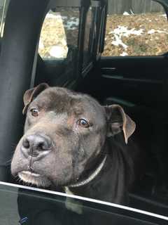 Do You Know Him? Lost Dog Found In Hyde Park