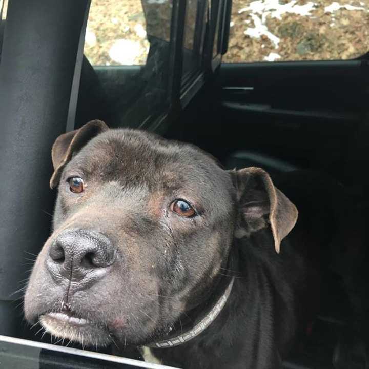 Hyde Park police found this dog shortly before noon on Monday, Dec. 26.