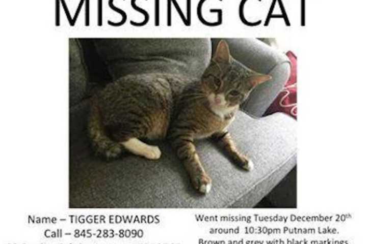 Have You Seen Him? Pet Owner Seeks Missing Cat In Patterson