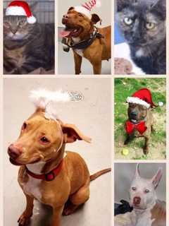 Yonkers Animal Shelter Will Waive Adoption Fees Through Year's End