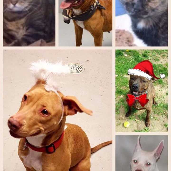 The Yonkers Animal Shelter will waive adoption fees for adults dogs and cats from Dec. 26 to Dec. 31.