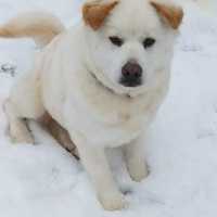 <p>Koda, female, Sammoyed-Chow Chow, 2. Southern Paws in Ringwood. southernpawsrescue@gmail.com</p>