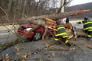 Driver Dies After Tree Crushes Car On Lindbergh Viaduct