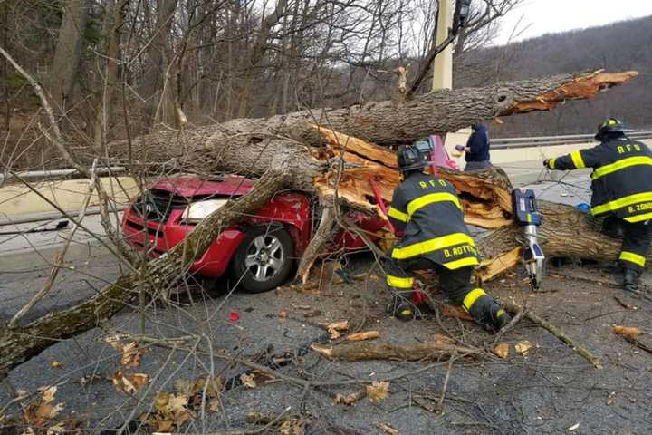 Driver Dies After Tree Crushes Car On Lindbergh Viaduct