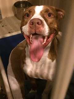 Seen Her? Dog Found On Route 6 In Mahopac