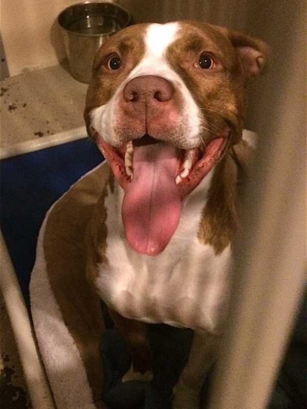 Seen Her? Dog Found On Route 6 In Mahopac
