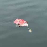 Blood-Soaked Remains Fished From Little Ferry Lake Not Human: Authorities