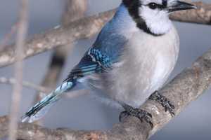 First Sunday Bird Walk Steps Off At Greenwich Point Park