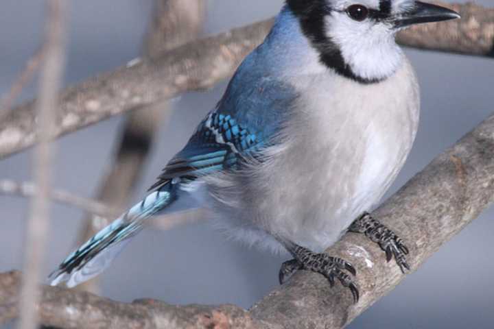 First Sunday Bird Walk Steps Off At Greenwich Point Park
