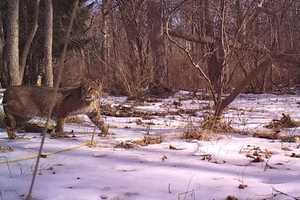 Area Man Gets Photo Of Bobcat In His Backyard