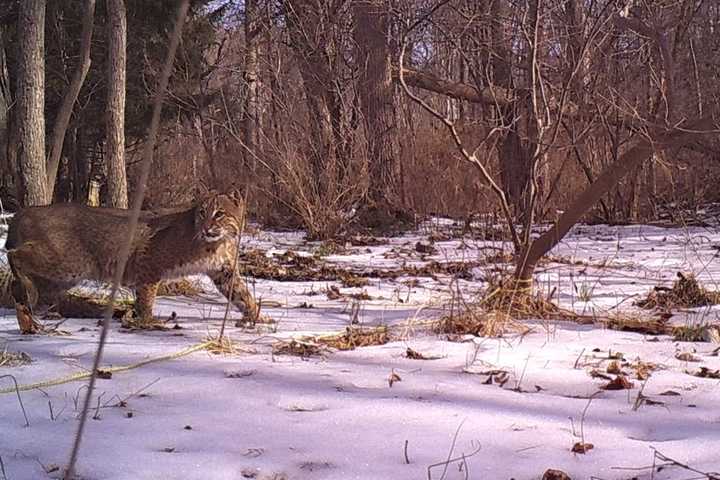 Dutchess Man Gets Photo Of Bobcat In His Backyard