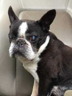 Boston Terrier Lost In Kent Finds Owners
