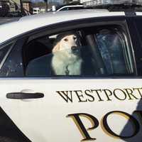 <p>A lost dog was found in Westport.</p>