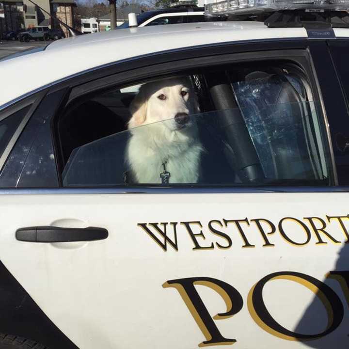 A lost dog was found in Westport.