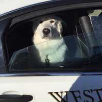 <p>This dog was found Monday in Westport.</p>