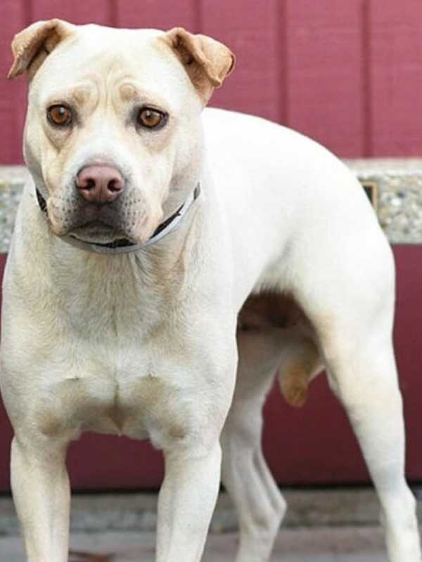 Seen Him? Dog Missing In Hyde Park