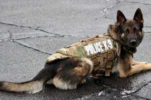 Monroe Police Department’s K9 Murphy Gets Gift Of Body Armor