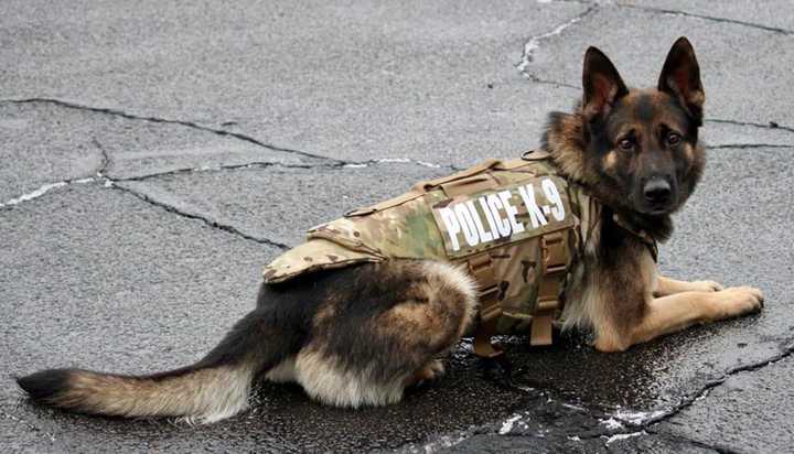 Monroe Police Department’s K9 Murphy sports new body armor thanks to a program run by the charitable organization, Vested Interest in K9s.