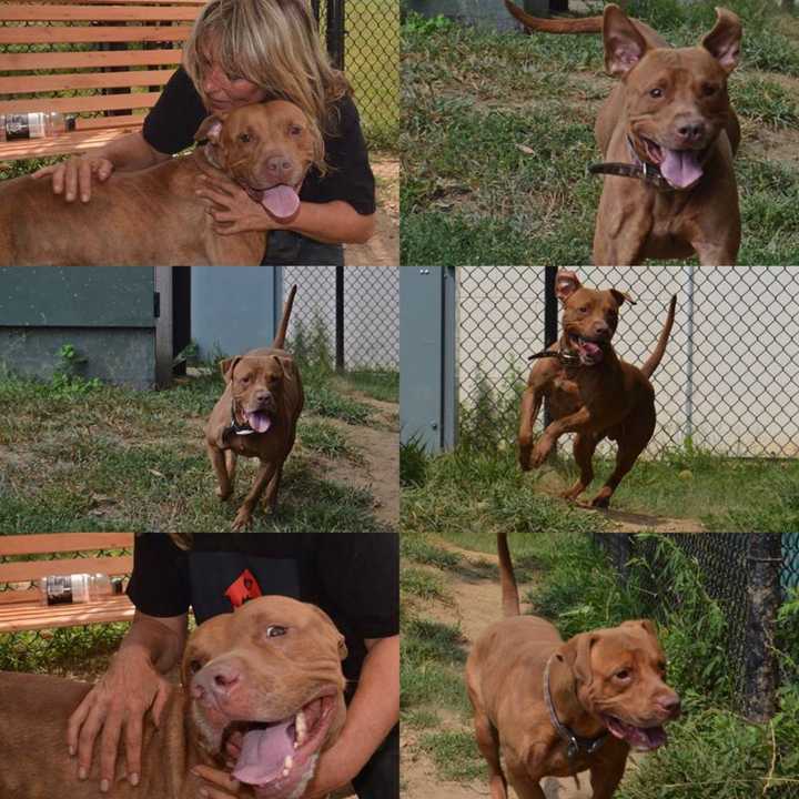 Clark Gable is one of the many dogs awaiting adoption at the Yonkers Animal Shelter.