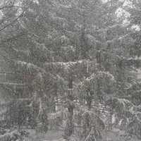 <p>The heavy snow makes for a beautiful sight on this huge evergreen in Old Greenwich on Thursday.</p>