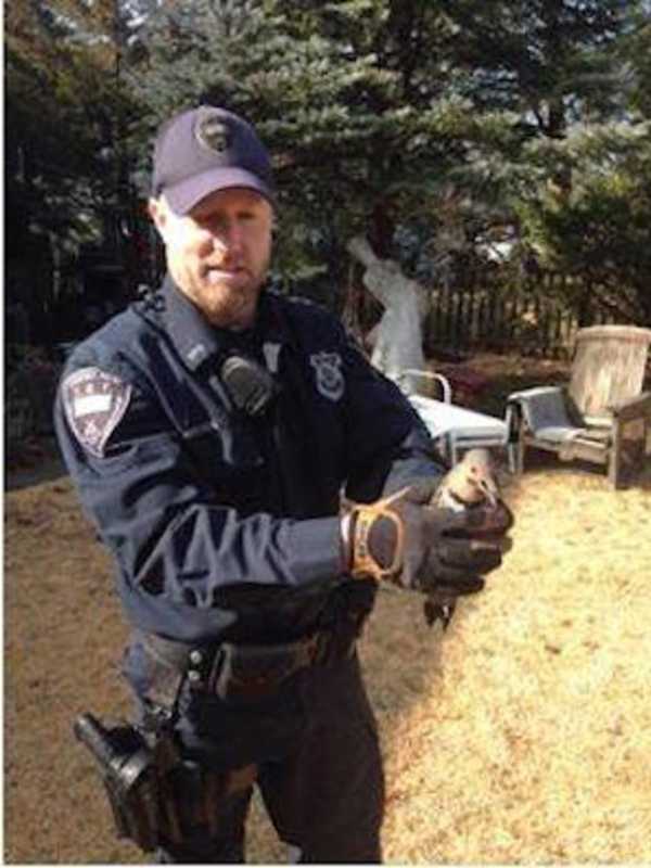 Stamford Police Catch And Release Wayward Woodpecker