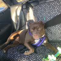 <p>Have you seen this dog stolen during a residential burglary in Danbury?</p>