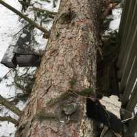 <p>A tree fell on the main building of the Weis Center.</p>