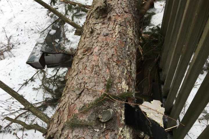 Ringwood's Weis Center Needs Help After Tree Wrecks Roof