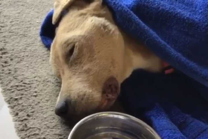 South Jersey Man Gets Community Service For Apparently Starving Newly-Adopted Dog To Death