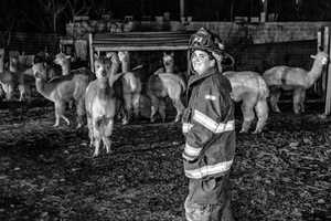 20 Alpacas, Peacocks Saved In Hudson Valley Barn Fire